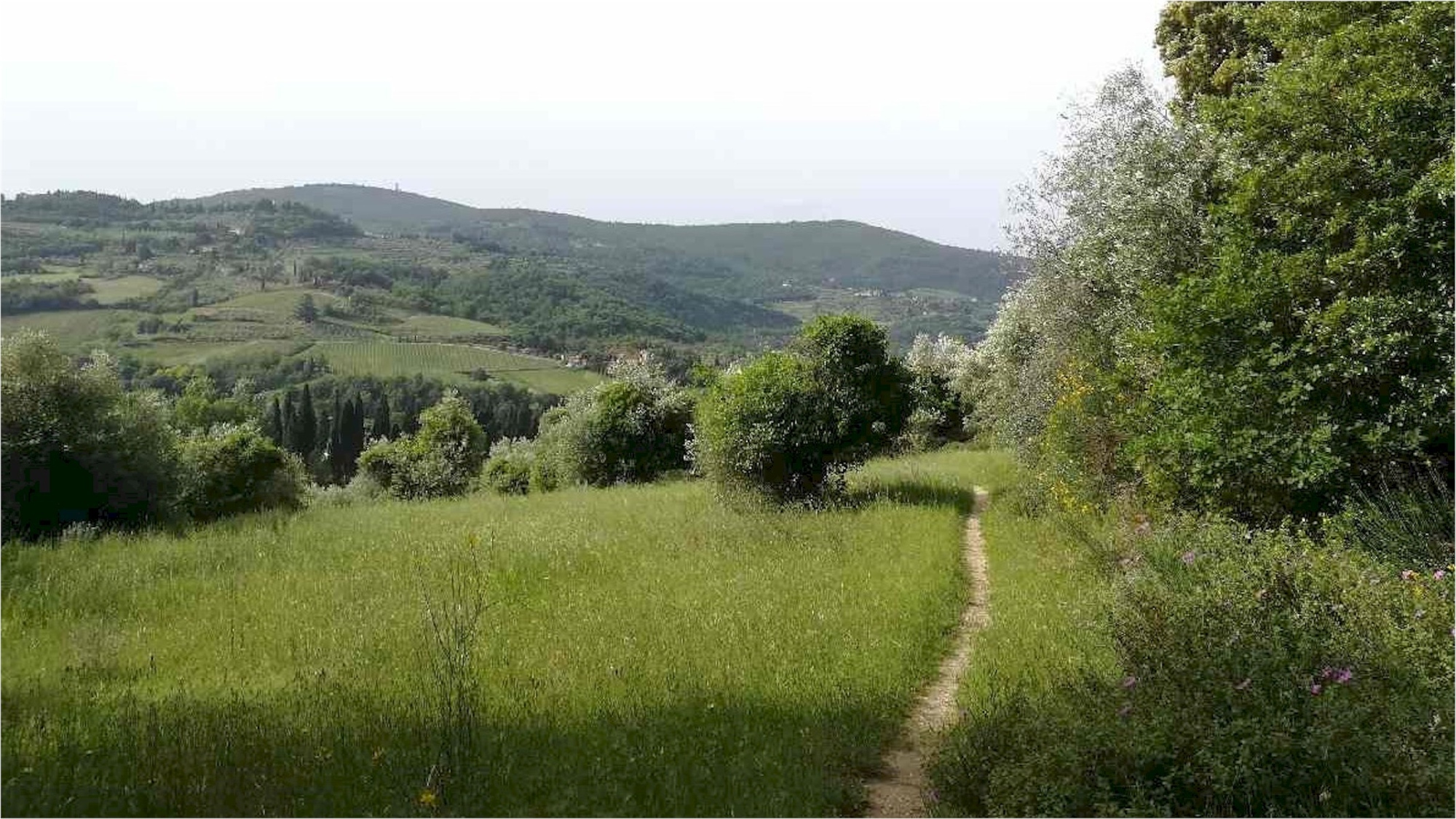 Escursione mattutina sulle colline di Compiobbi