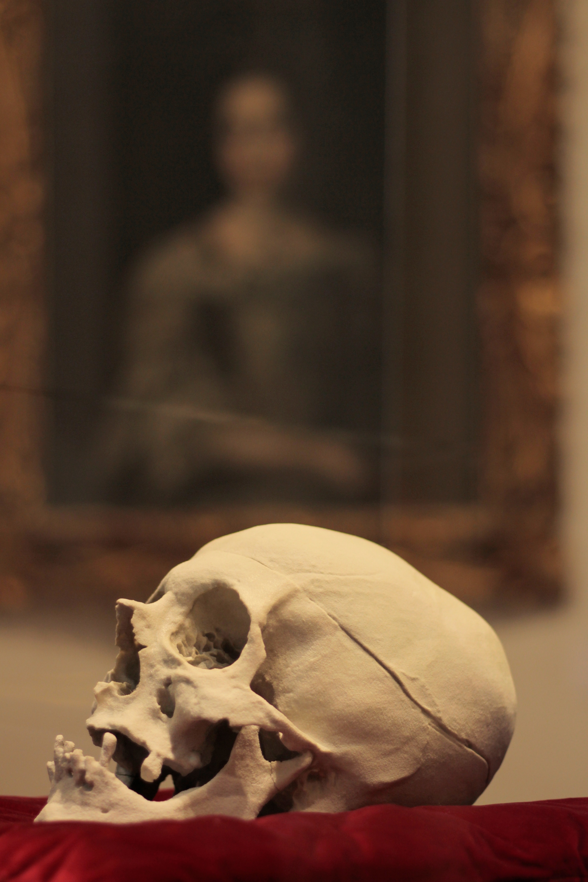 Reproduction of the skull of Gian Gastone