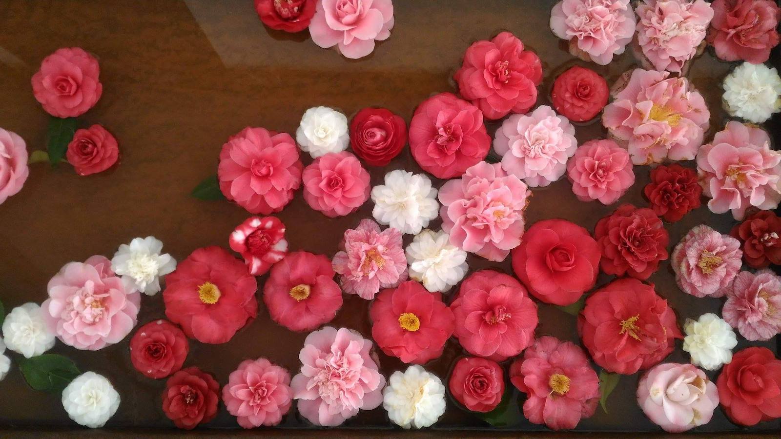 Camellia flowers