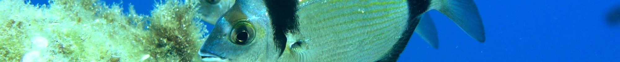 Elba e Isole di Toscana