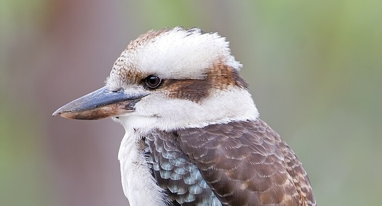 Zoological Museum Kookaburra