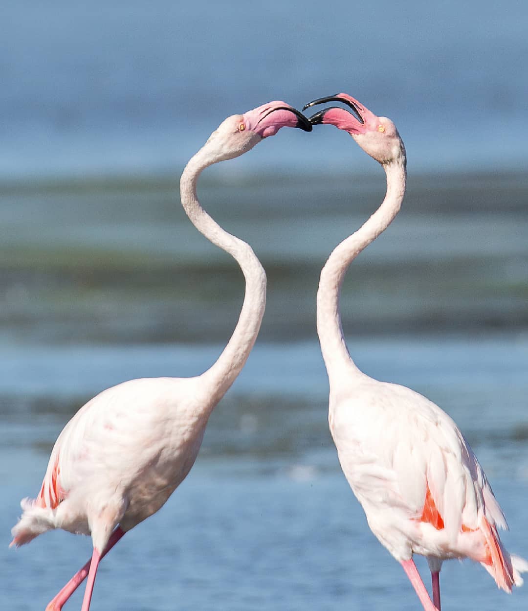 Two pink flamingos at Orbetello lagoon