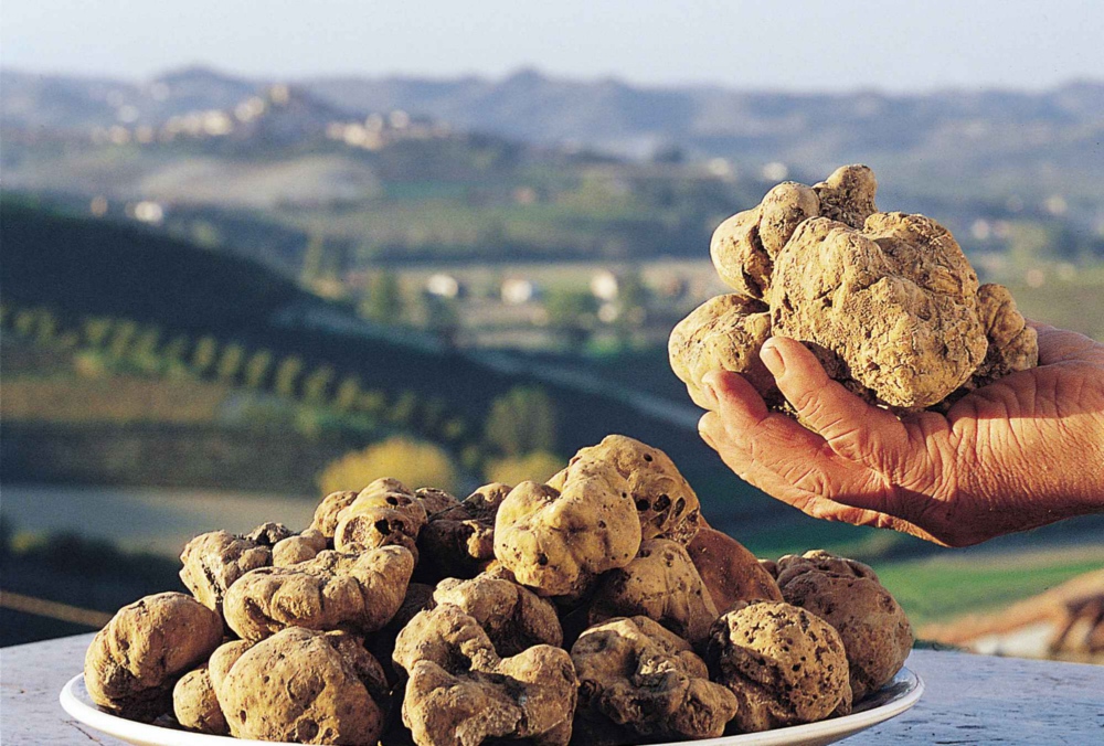 Truffle Museum in San Giovanni d'Asso Visit Tuscany
