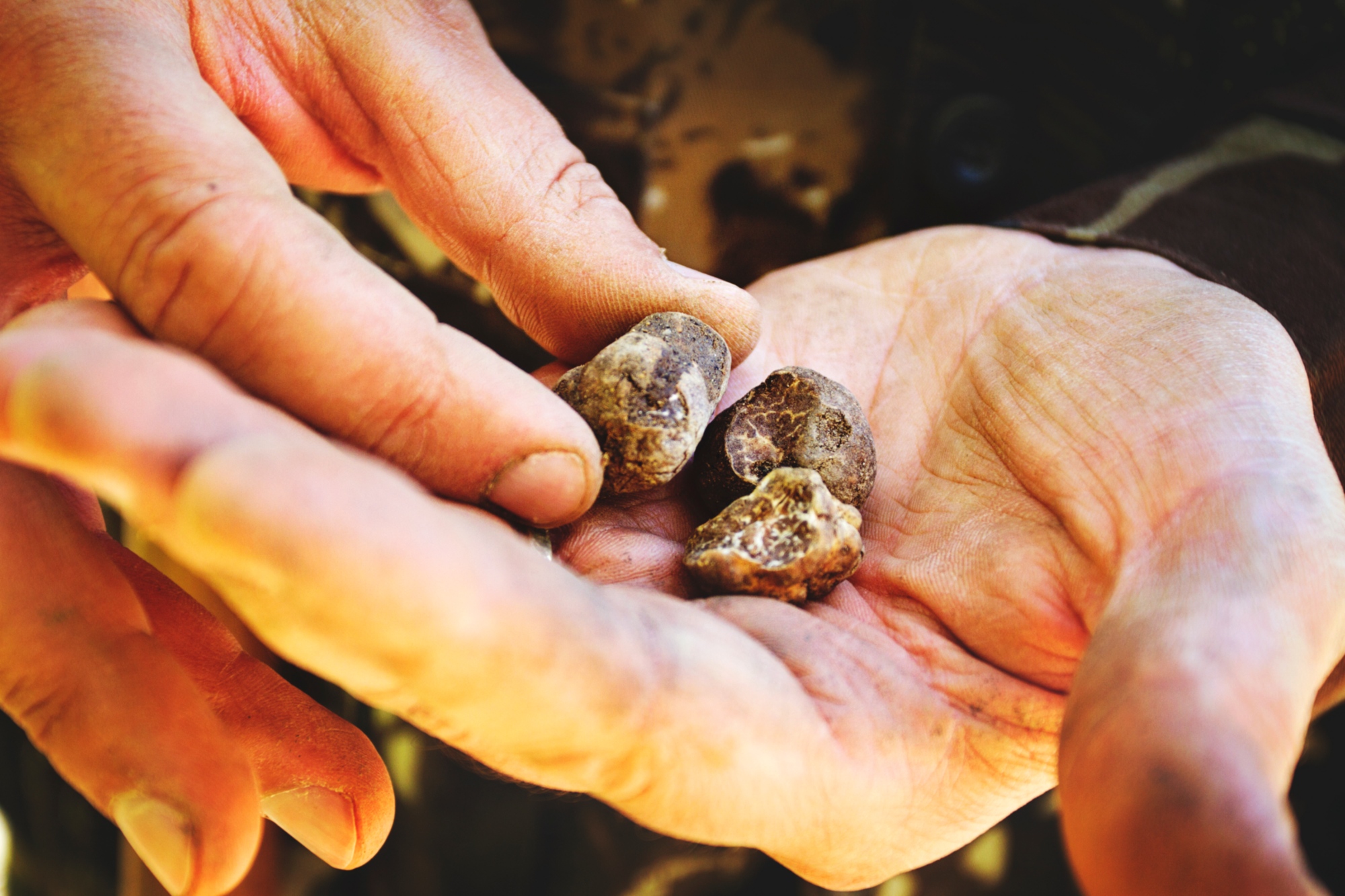 Búsqueda de trufas en San Miniato